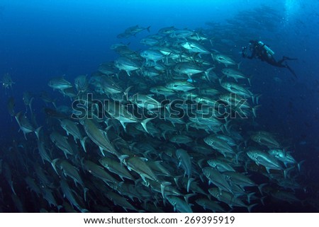 Trevally baitball in Darwin and Wolf in Galapagos Ecuador with a diver