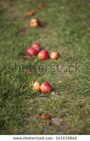 Close up of red apples which have fallen from tree with shallow depth of field focus on the apples in the foreground.