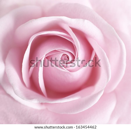 Full frame shot of soft pink rose flower with shallow depth of field with focus on centre of flower