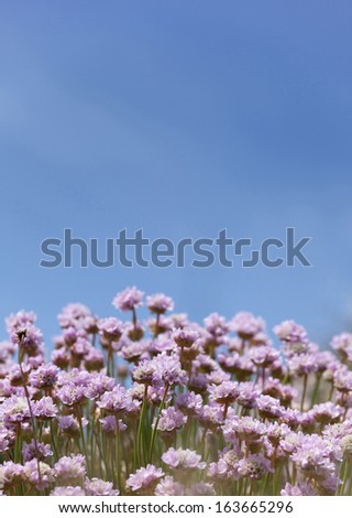Close up of Sea Pink flowers shot against blue sky with shallow depth of field.