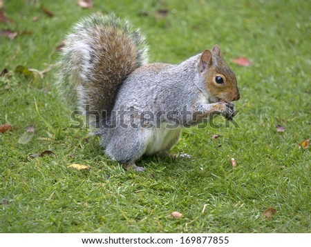 Grey squirrel gathering nuts to eat on garden lawn.