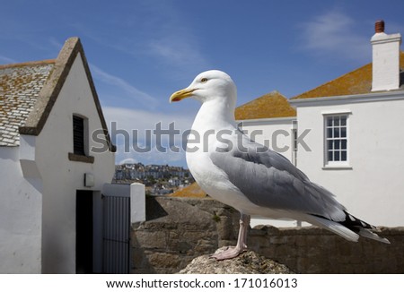 Close up of Herring Gull stood on the harbour wall St Ives,Cornwall, England