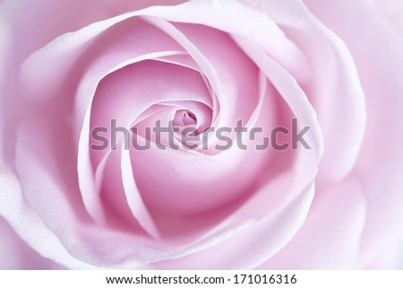Full frame shot of soft pink rose flower with shallow depth of field with focus on centre of flower