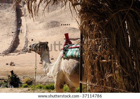 A tourist attraction in Egypt. Ride on the camel