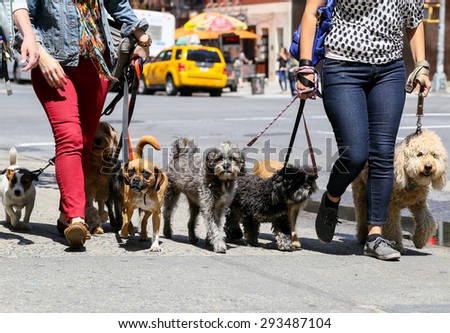 NEW YORK CITY, USA - MAY 19, 2014: Two women walking eight dogs in midtown manhattan. Some dogs look into the camera.