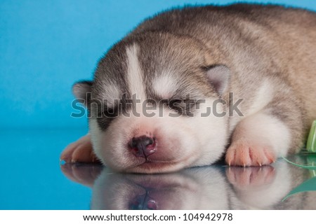 newborn siberian husky puppy