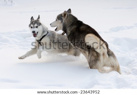 siberian husky puppies in snow. husky puppies playing in snow.