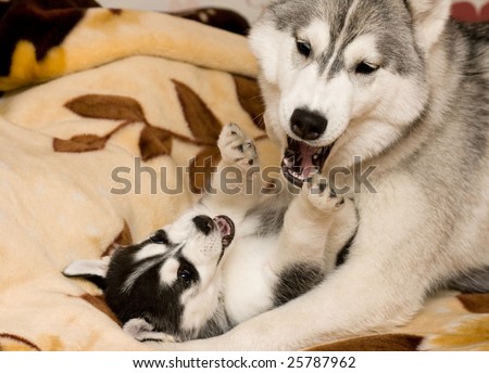 dog with puppy