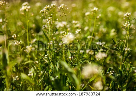 Meadow with shepherd\'s-purse flowers