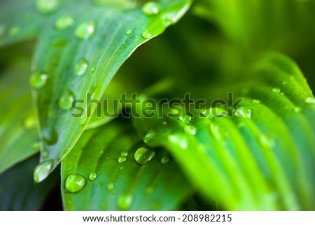 Close up of hosta green leaves with dew drops