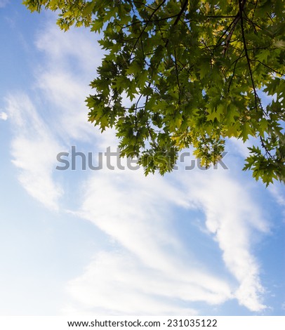 Green branches of the oak tree against the blue cloudy sky background.