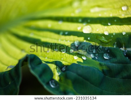 Close up of the green leaf with dew drops.