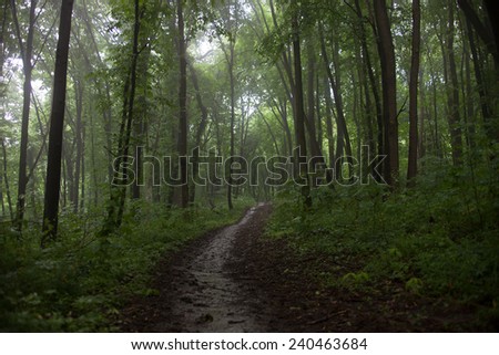 The path in a green forest in foggy weather.