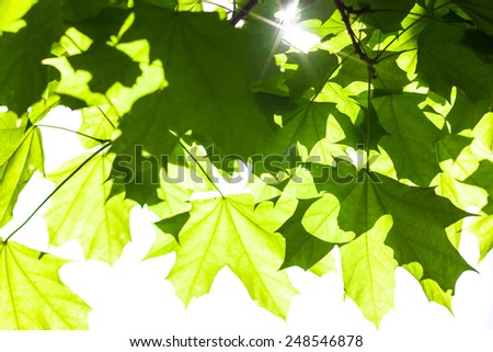 Bright green leaves of the maple tree in the sunshine.