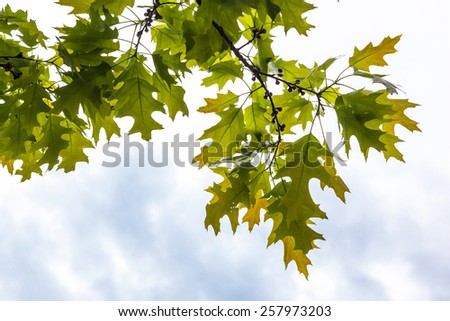 Green branches of the oak tree with tiny young acorns against the white sky background
