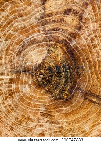 Cross section of the tree trunk. Wooden texture.