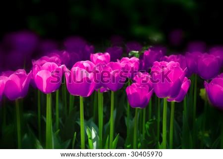pink tulips in a row. nice colorful picture optimal as wallpaper and background