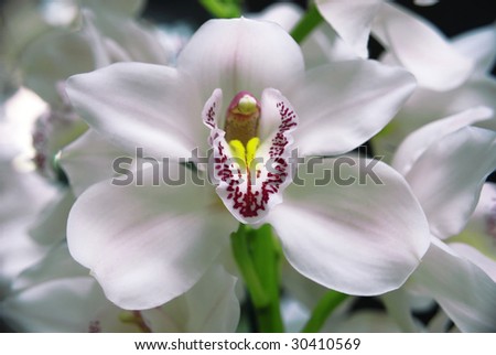 beautiful tropical orchid captured in holland flower park