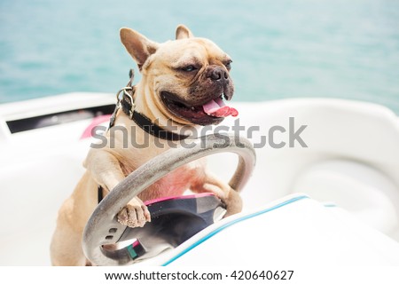 Behind the wheel of a high-speed boat sits a dog, french bulldog, put his paws on the steering wheel, on the background of the sea, sunny summer day, carefree