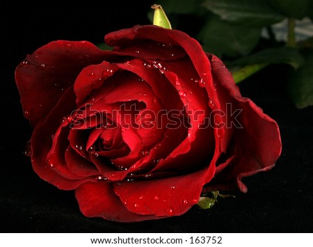 Rose with water drops (Other colors on my portfolio. Lose no time...)