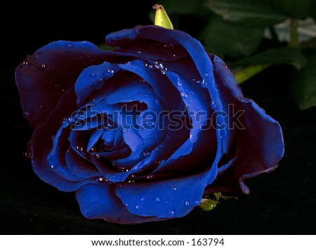 rose with water drops (Other colors on my portfolio. Lose no time...)