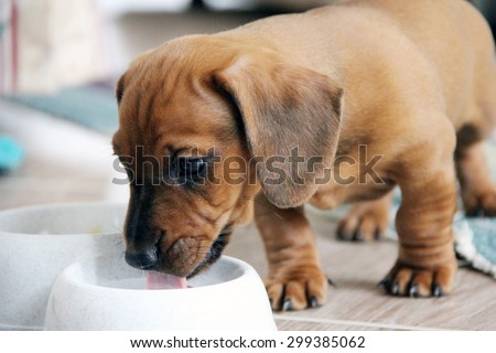Two months old dachshund puppy smooth eating from a white bowl