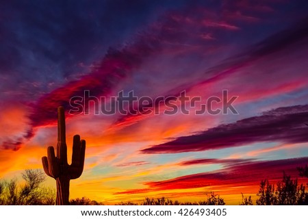 Arizona Saguaro cactus sunset
