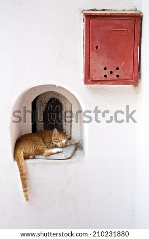 kitty sleeping in mykonos with a red mailbox