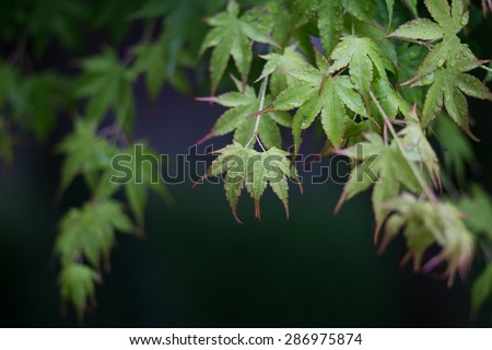 Green maple of Japanese