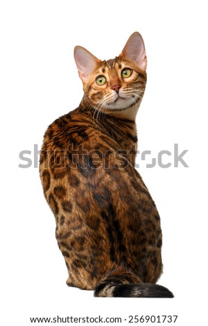 bengal cat sitting back and turned on white background