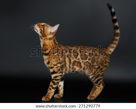 Side View Bengal Cat on Black Background Looking up
