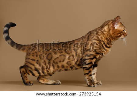 Beautiful Bengal Cat Stands on Brown background, side view