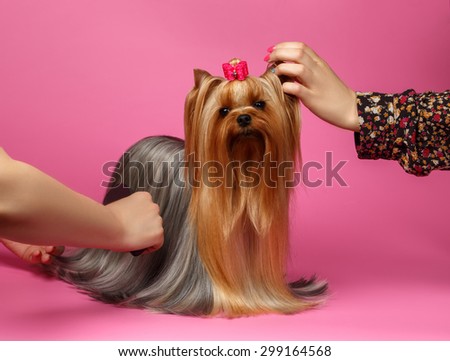Grooming Yorkshire Terrier Dog with long Hair Stands on Pink  background