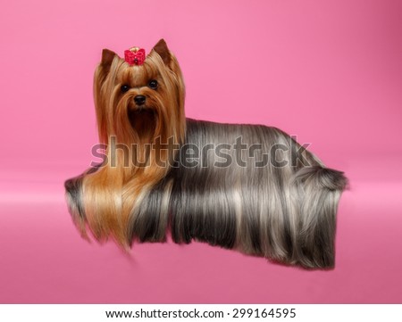 Yorkshire Terrier Dog with long groomed Hair Lying on Pink  background