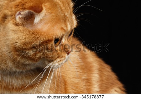 Closeup Ginger Scottish Fold Cat Looking back isolated on Black Background
