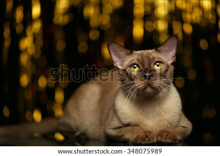 Burmese Cat Lies on golden happy new year background