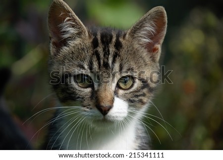 Kitten, young cat in garden, Cat head. Tabby with white.