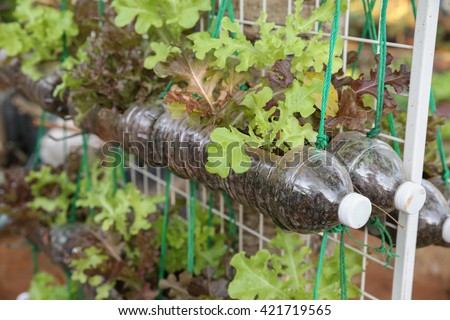 growing lettuce in used plastic bottles, reuse recycle eco concept