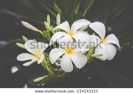 white flower vintage background