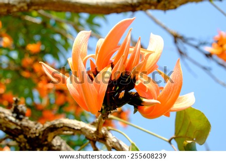 Bastard Teak Flower , Bengal Kino or Flame of the Forest flower bloom