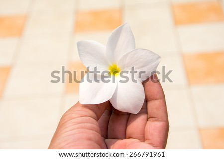 White frangipani flower in hand