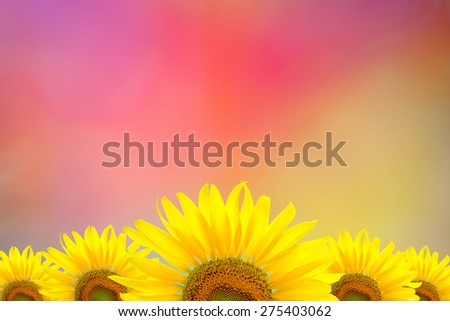 Sunflower Background for presentation/Sunflower Background/Sunflower on colorful abstract background