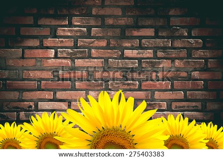 Sunflower Background for presentation/Sunflower Background/Sunflower on brick wall