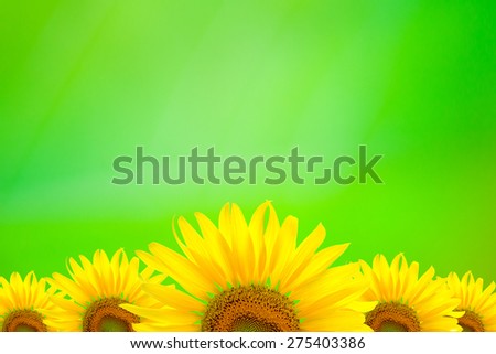 Sunflower Background for presentation/Sunflower Background/Sunflower on green texture