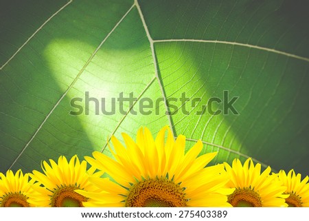 Sunflower Background for presentation/Sunflower Background/Sunflower on green leaf texture