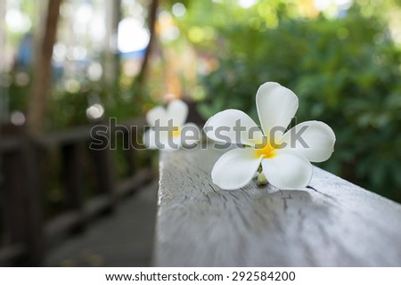 Plumeria Flower on wood ,Defocused tropical flowers frangipani on wood