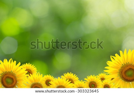 Sunflower Background for presentation/Sunflower Background/Sunflower