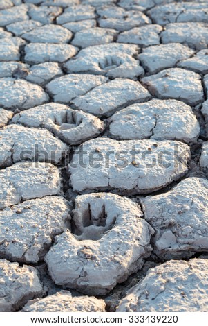 footprint of dog on crack soil in dry season