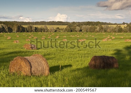 Hay on the field, all rolled up in a stack.