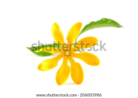 Golden gardenia flower, Gardenia carinata, Central of Thailand